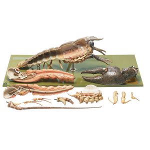 European Crayfish or Noble Crayfish