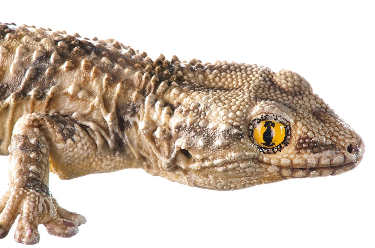 Moorish Gecko