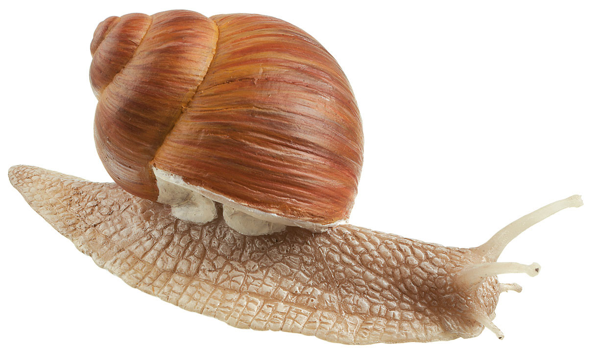 Roman Snail