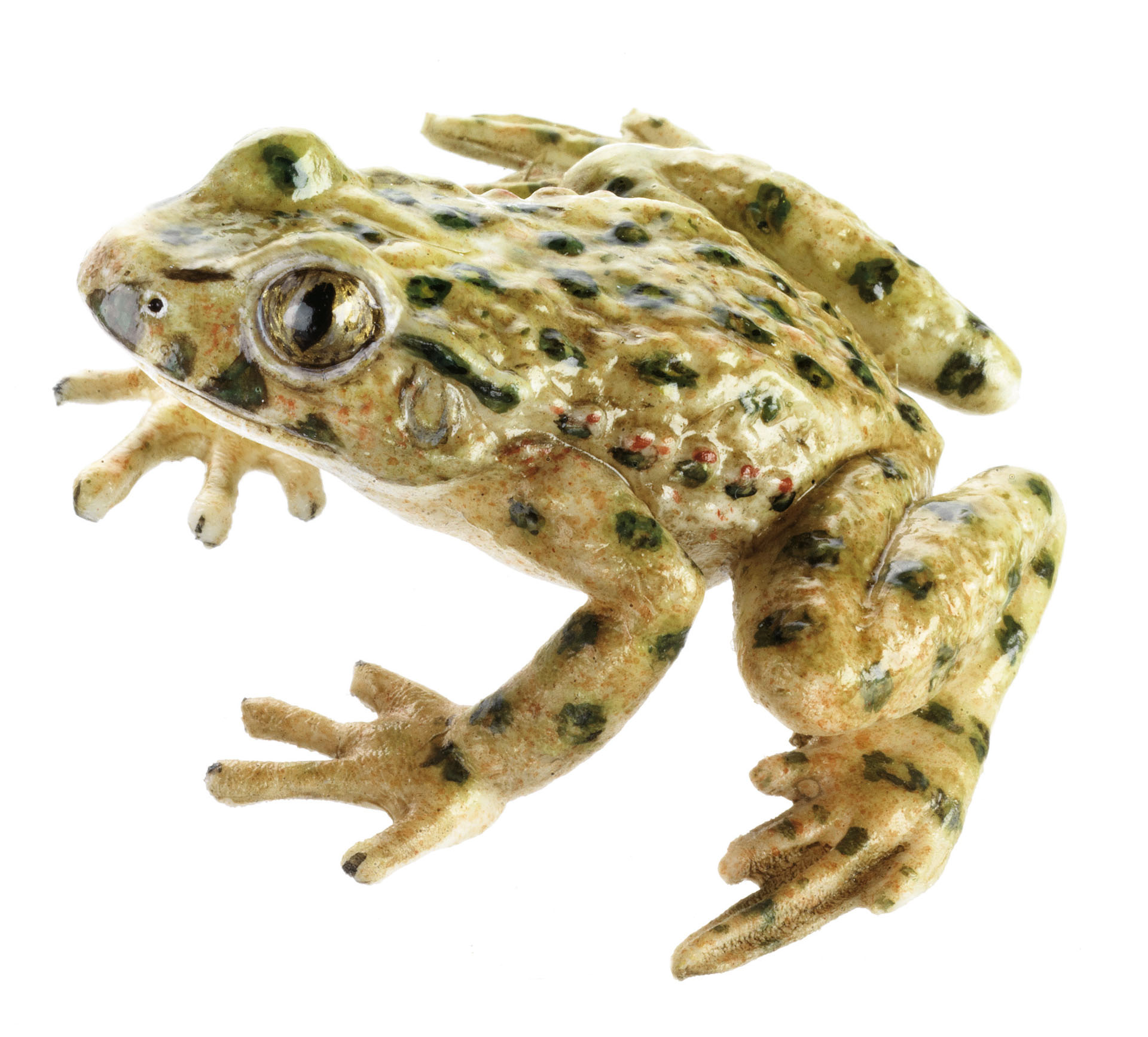 Common Parsley Frog, Female