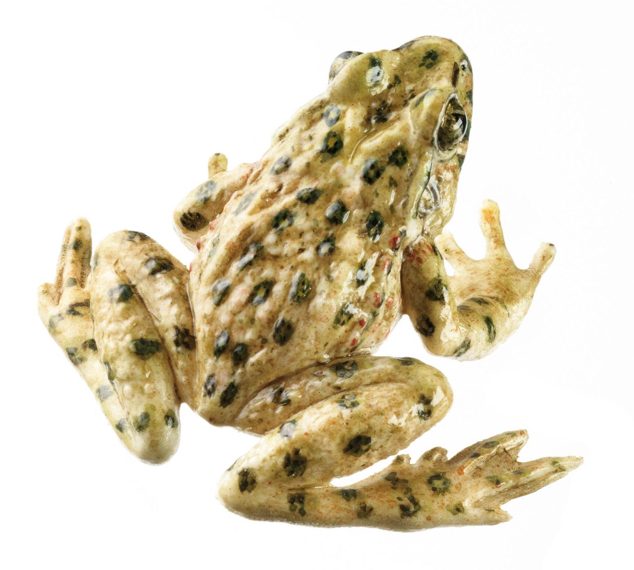 Common Parsley Frog, Female