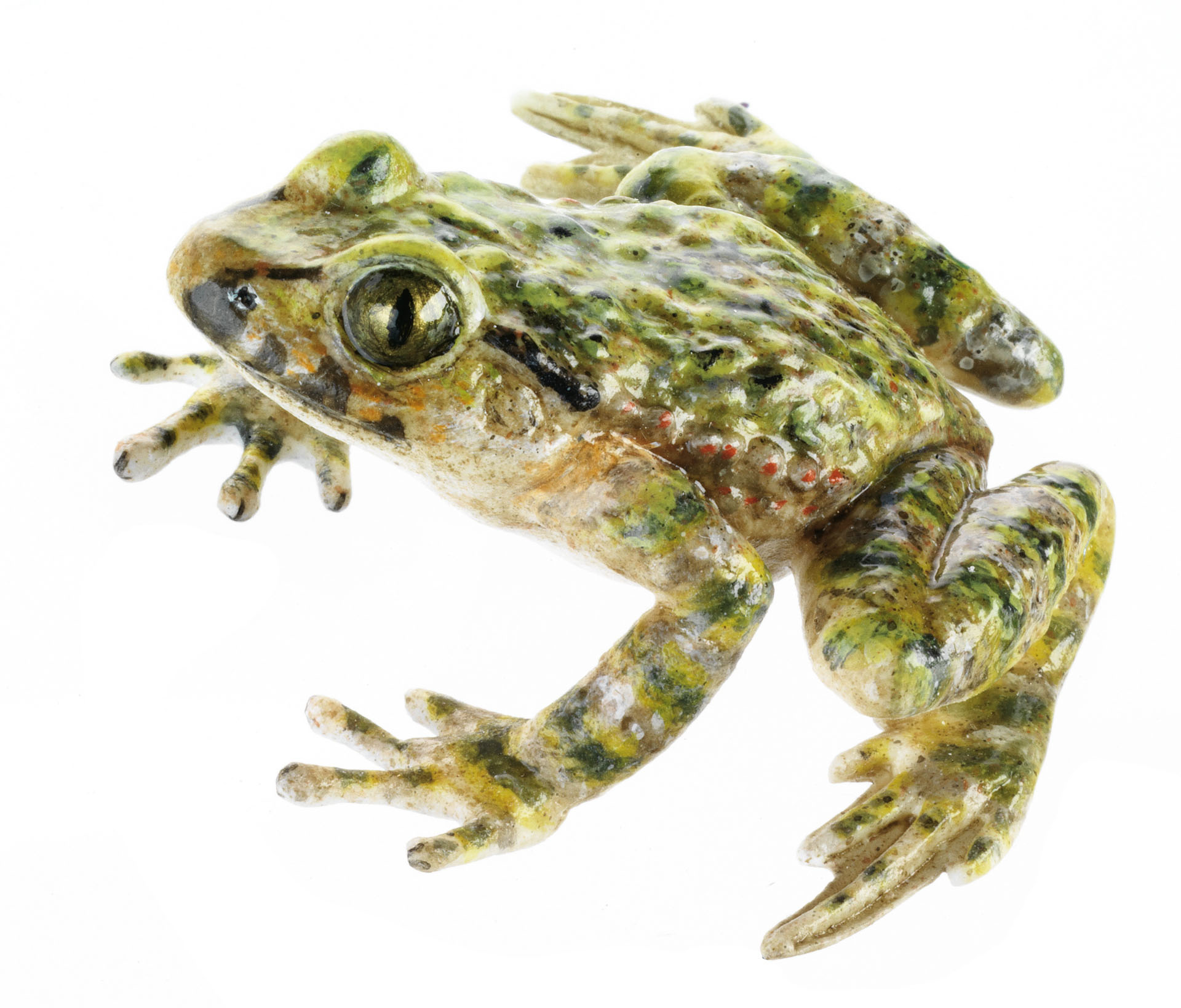 Common Parsley Frog, Female