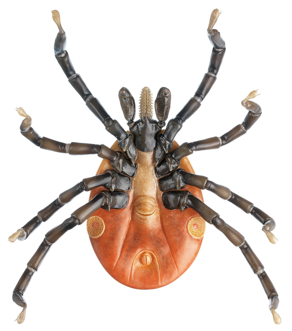 Tick