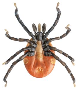 Tick