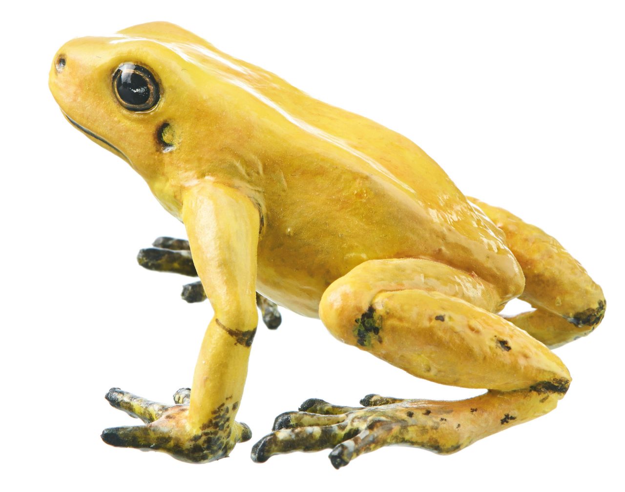Golden Poison Frog "Quebrada Quangui" Yellow, Female