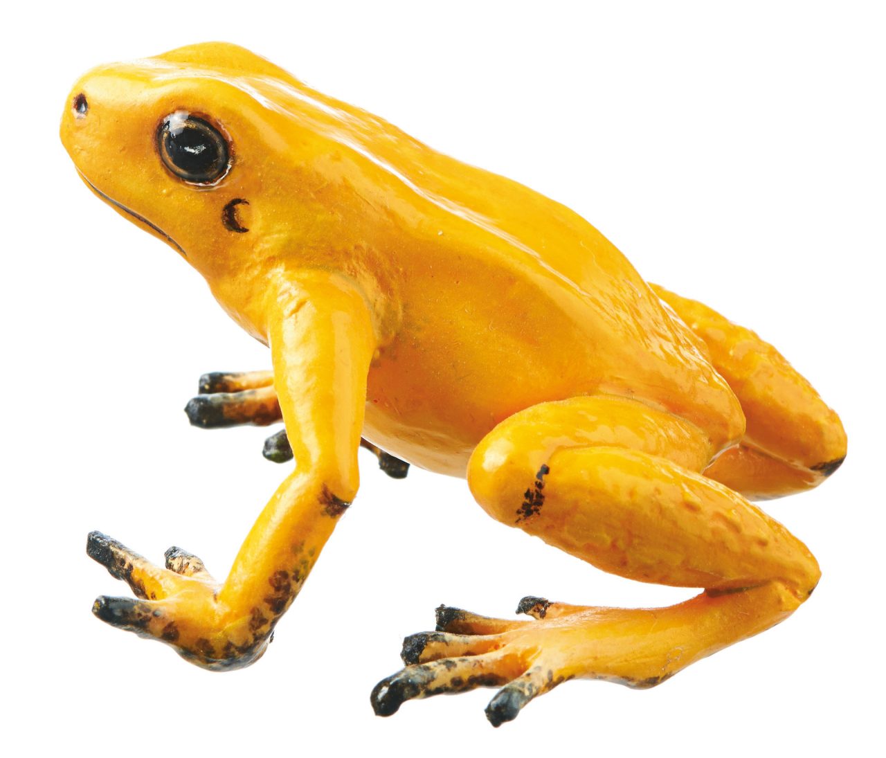 Golden Poison Frog "Quebrada Quangui" Orange-Yellow, Female