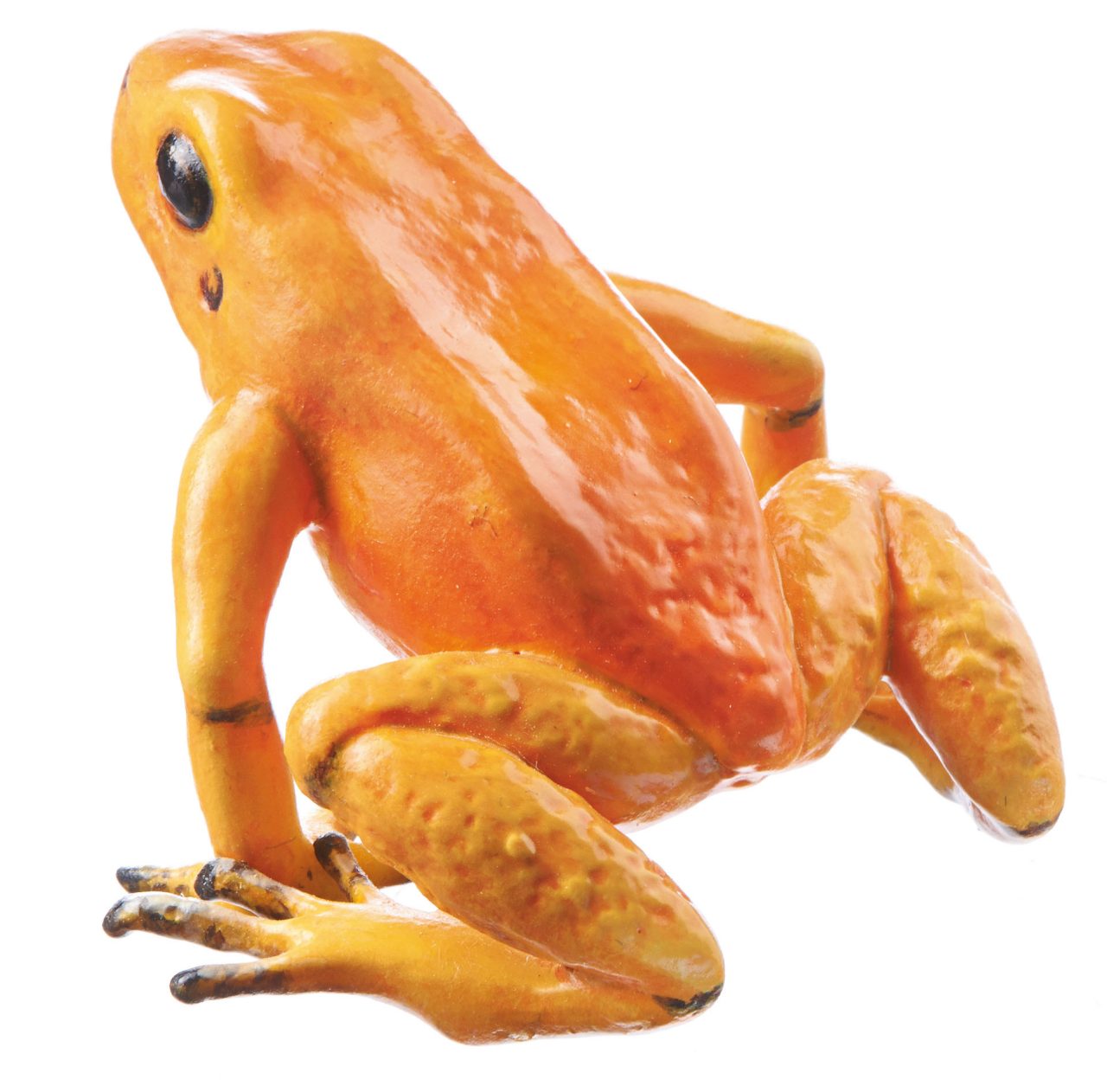 Golden Poison Frog "Quebrada Quangui" Orange, Female