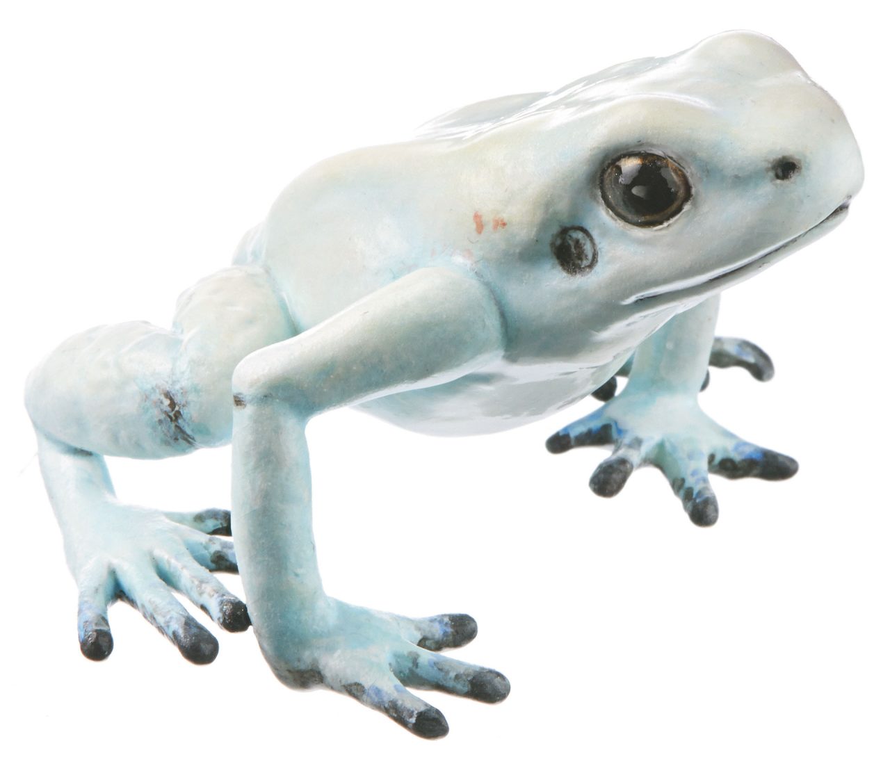 Golden Poison Frog "La Brea" Cream-Coloured With a Hint of Turquoise, Female