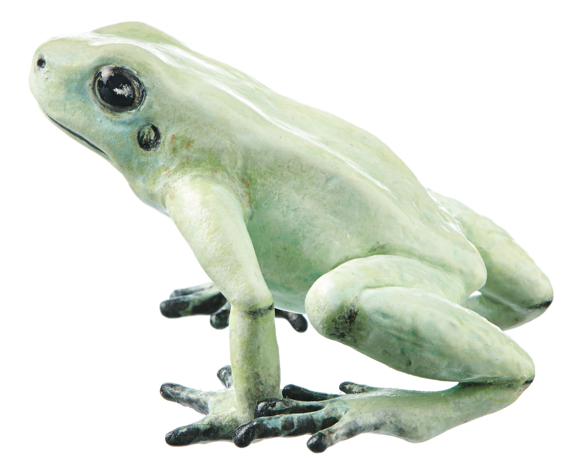 Golden Poison Frog “Mint” Mint Green, Female