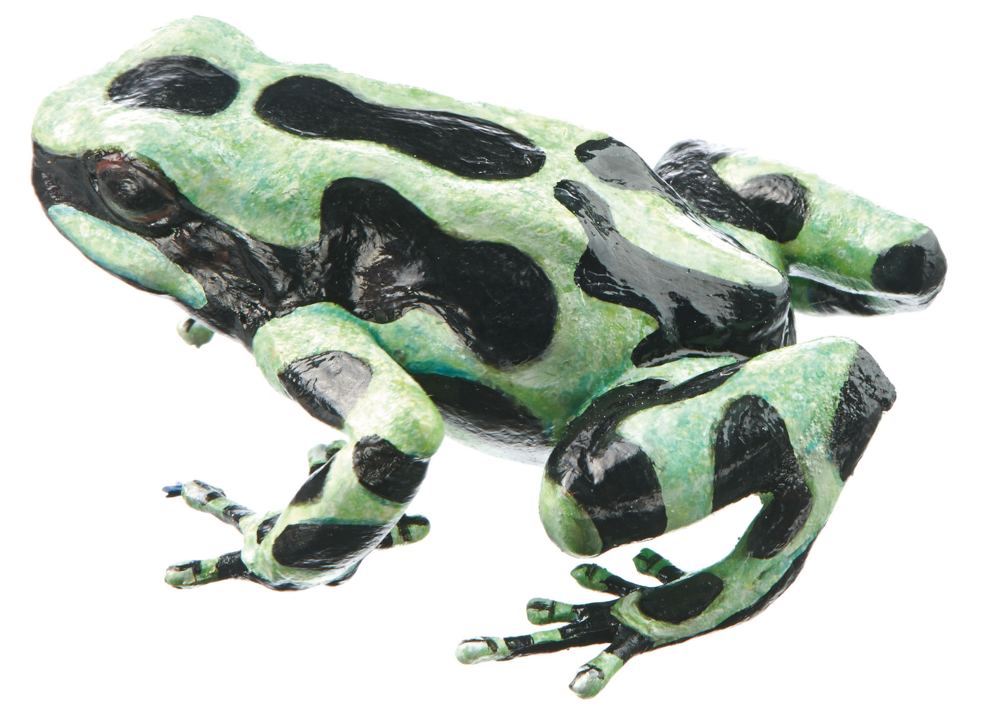 Green and Black Poison Dart Frog “Caribbean” Light Mettalic Green and Black, Female