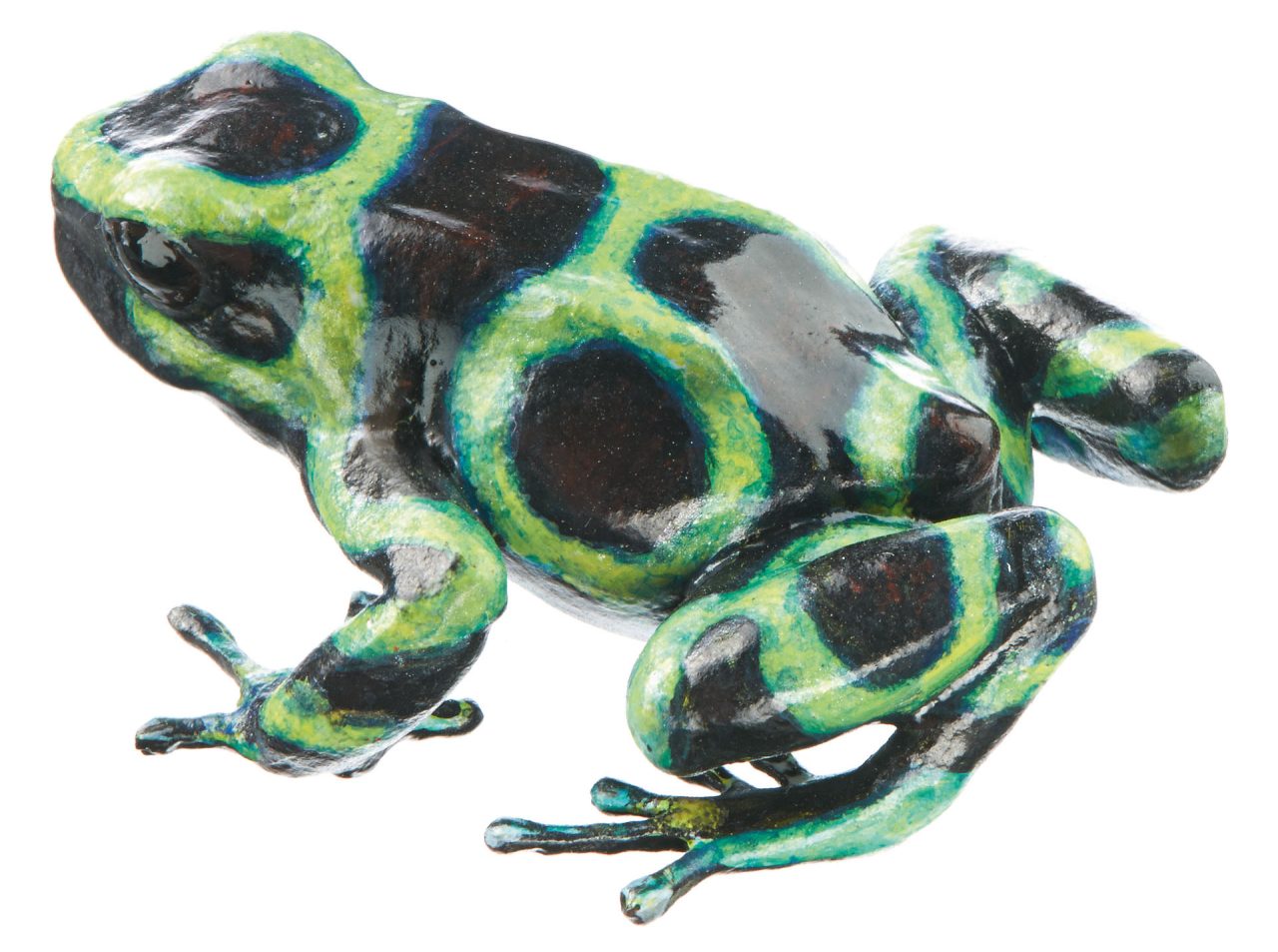 Green and Black Poison Dart Frog "Pacific" Green and Black, Female,
