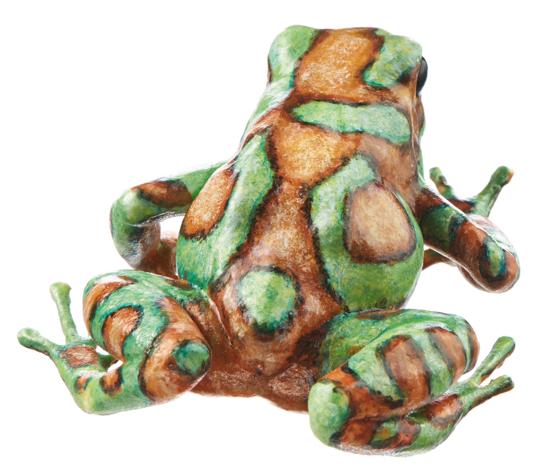 Green and Black Poison Dart Frog  “Bronze” Turquoise and Lightly Bronze-Coloured, Female