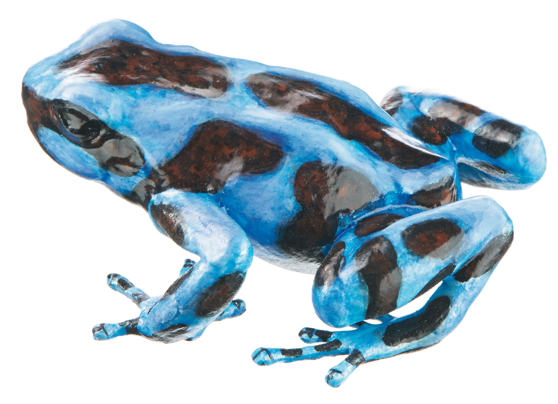 Green and Black Poison Dart Frog “Calobre” Blue and Purple-Black, Female
