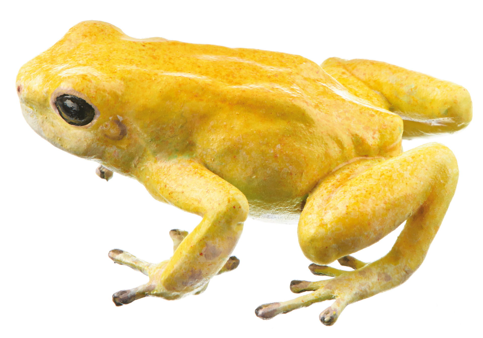 Green and Black Poison Dart Frog “El Oro” (Gold), Female