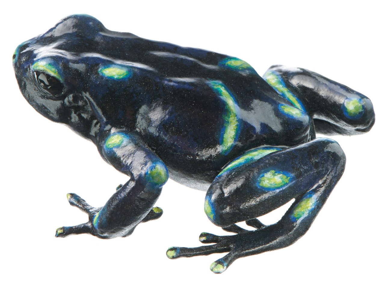 Green and Black Poison Dart Frog "Colón" Black With Individual Green Spots, Female