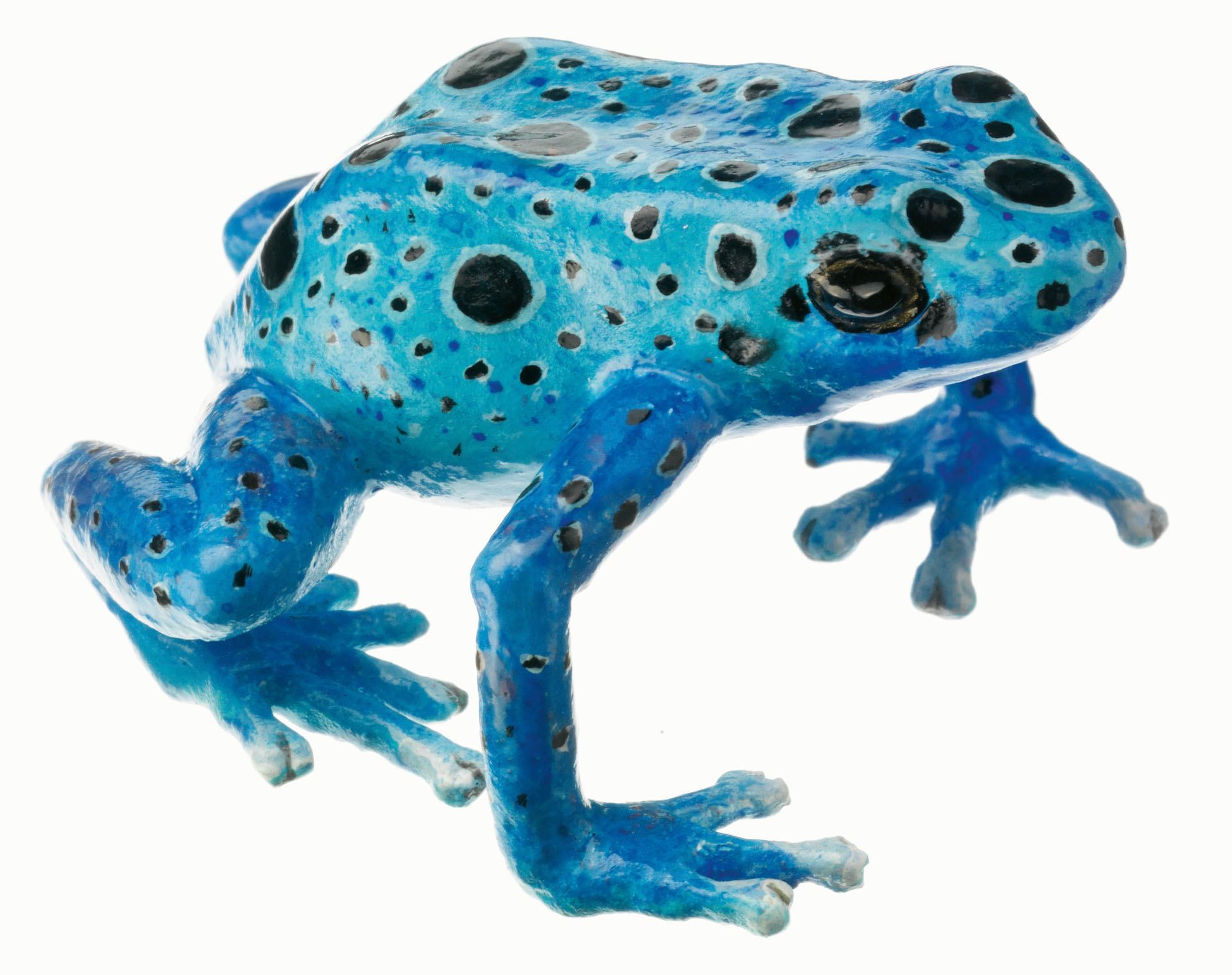 Blue Poison Dart Frog “Azureus” Blue With Black Spots, Female