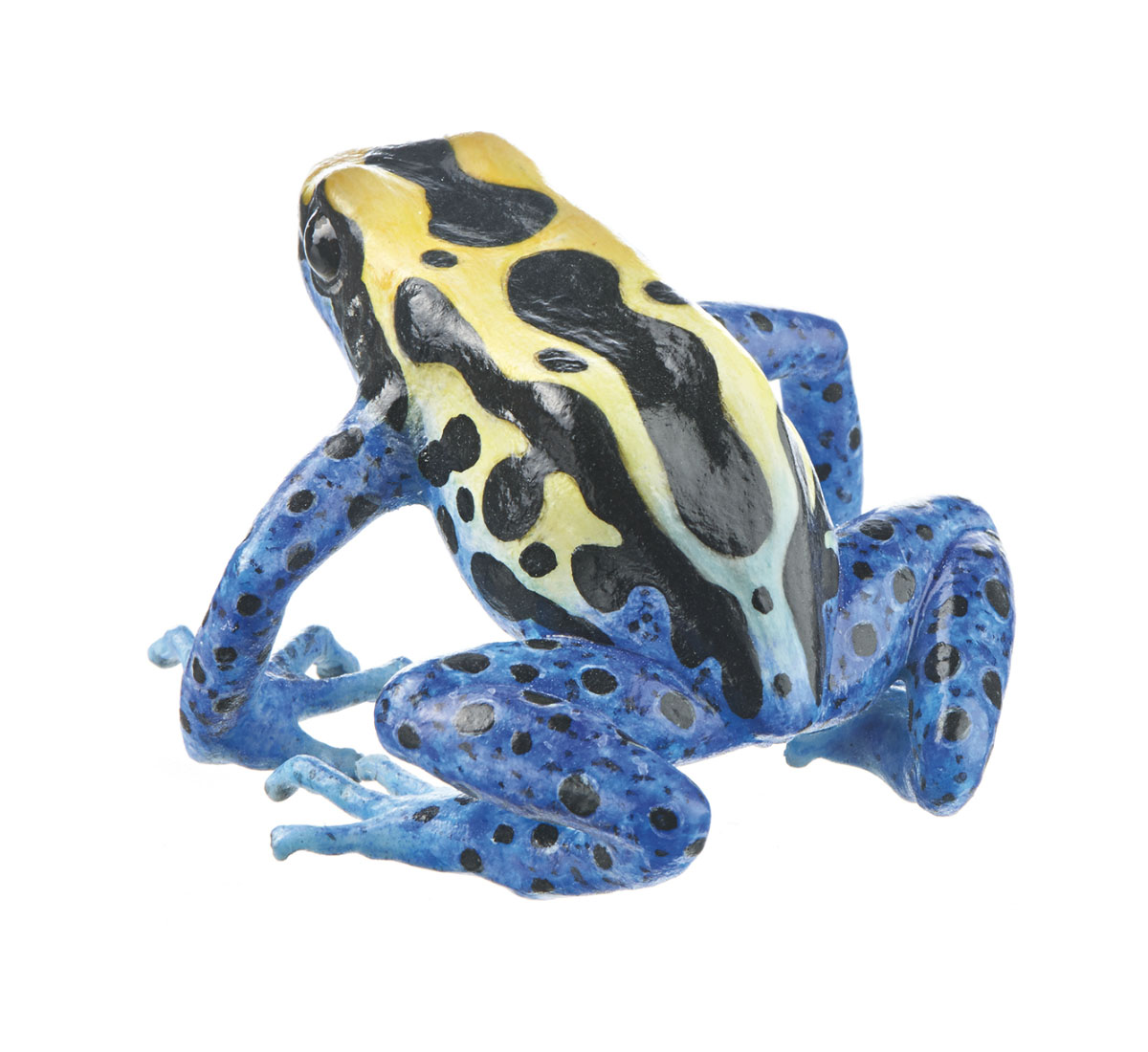 Dyeing Poison Dart Frog “Awaradam” Black, Yellow, Turquoise and Blue, Female