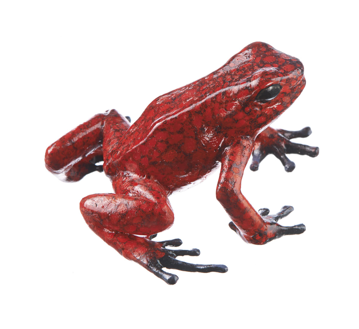 Harlequin Poison Frog “Pangaia” Red With Black Spots, Female
