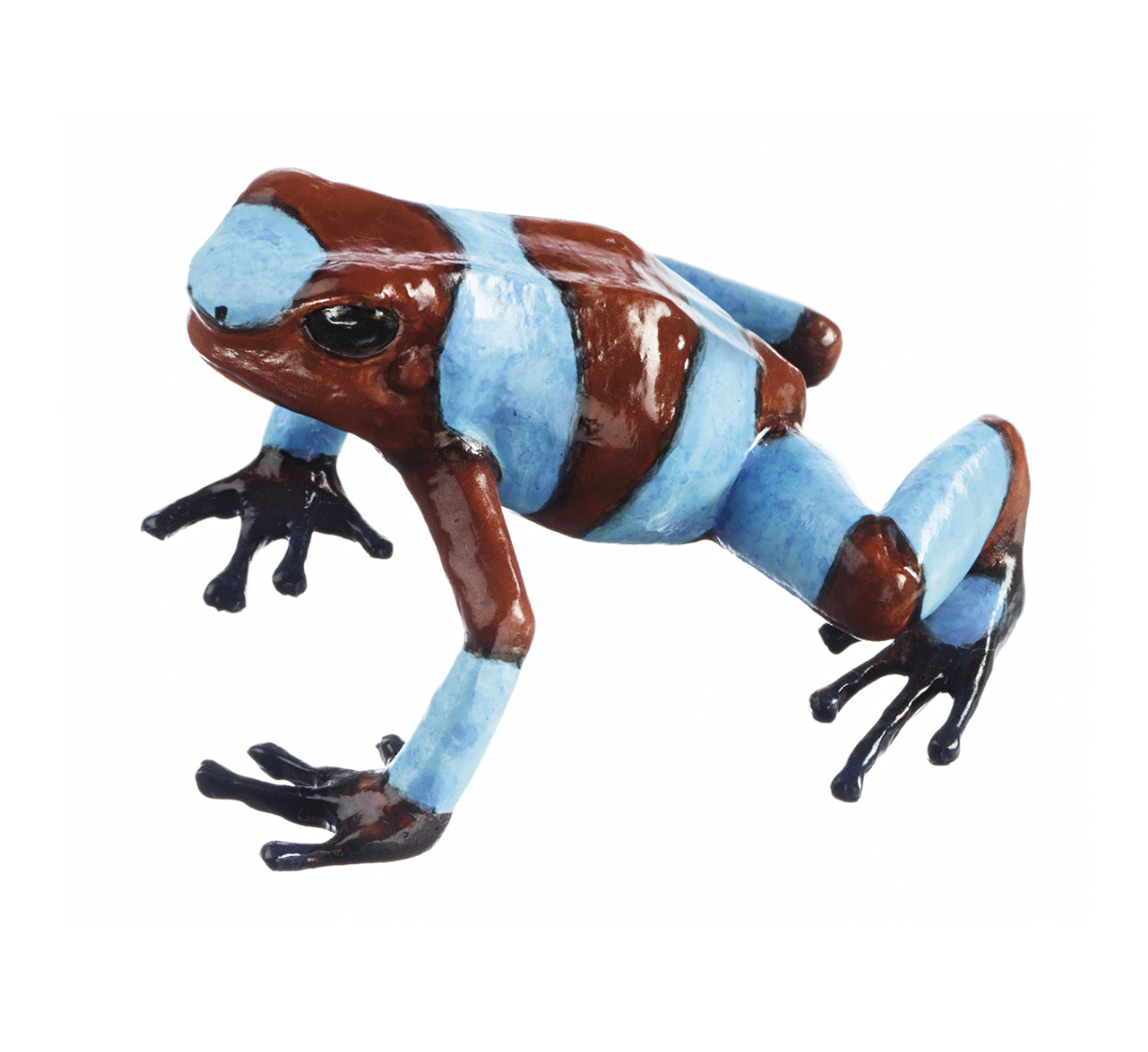 Harlequin Poison Frog “Risaralda Blue”, Female