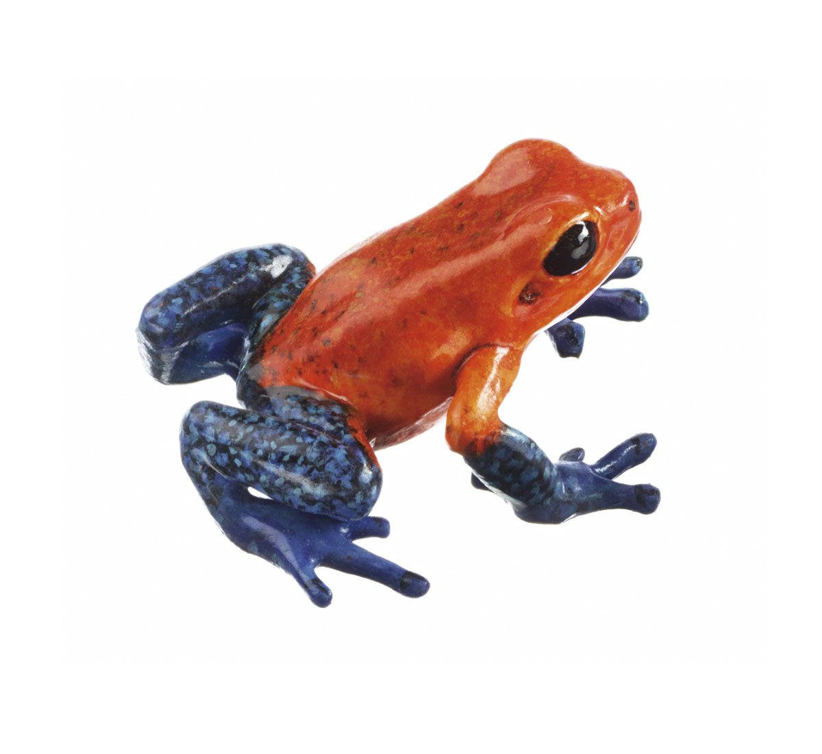 Strawberry Poison Dart Frog, “Rio Blanco” (Generally “Blue Jeans”) Orange-Red With Blue Legs, Female
