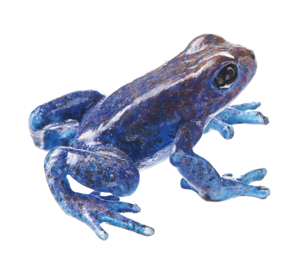 Strawberry Poison Dart Frog “Aguacate” Blue, Female