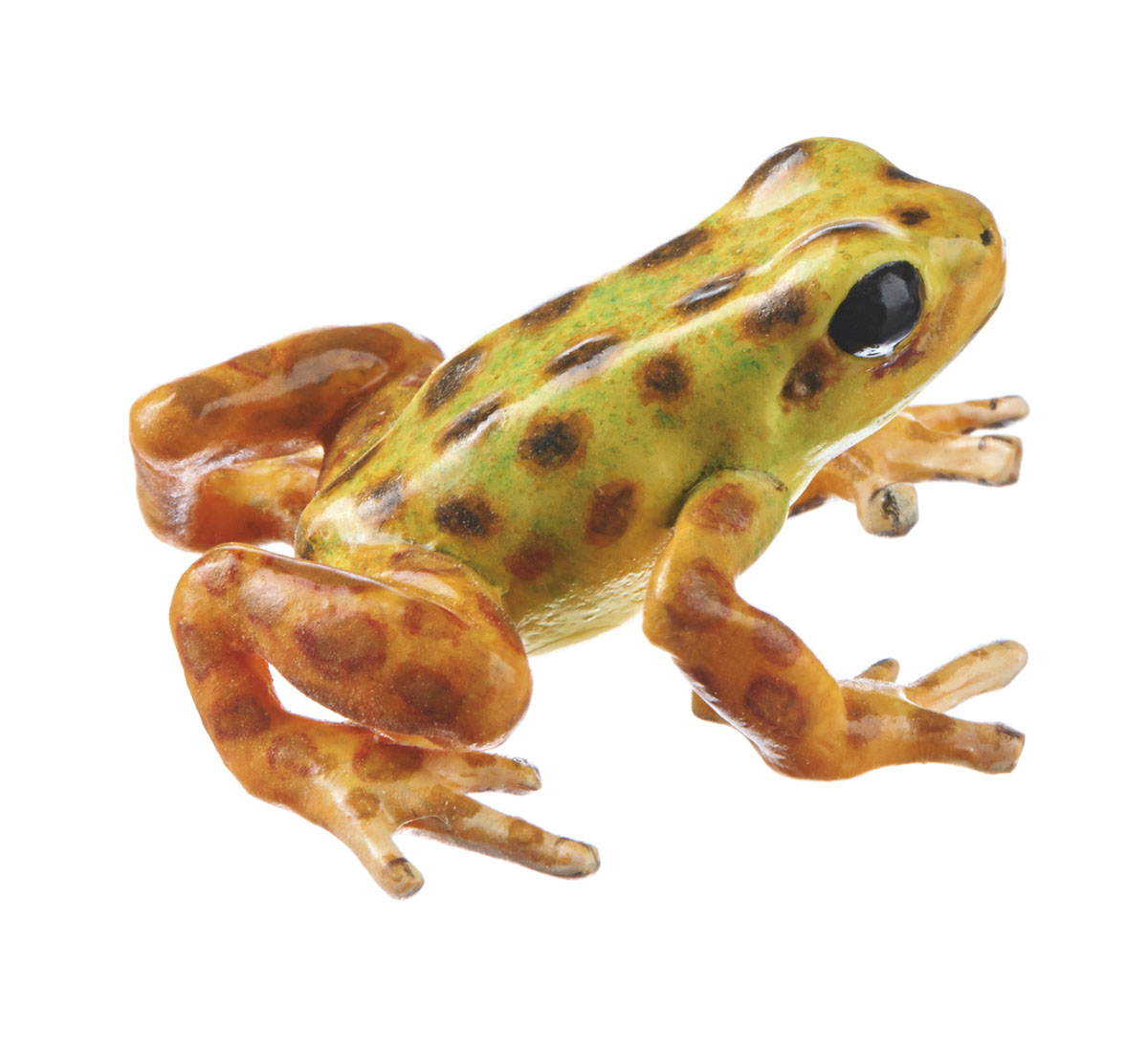 Strawberry Poison Dart Frog “Colón” Greenish/Yellow With Brown/Black Dots/Spots, Female