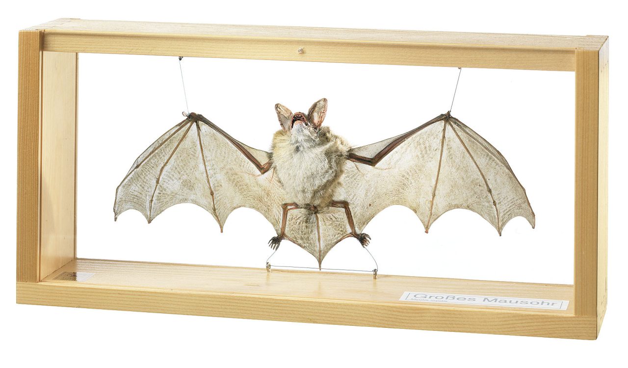 Greater Mouse-Eared Bat, Male