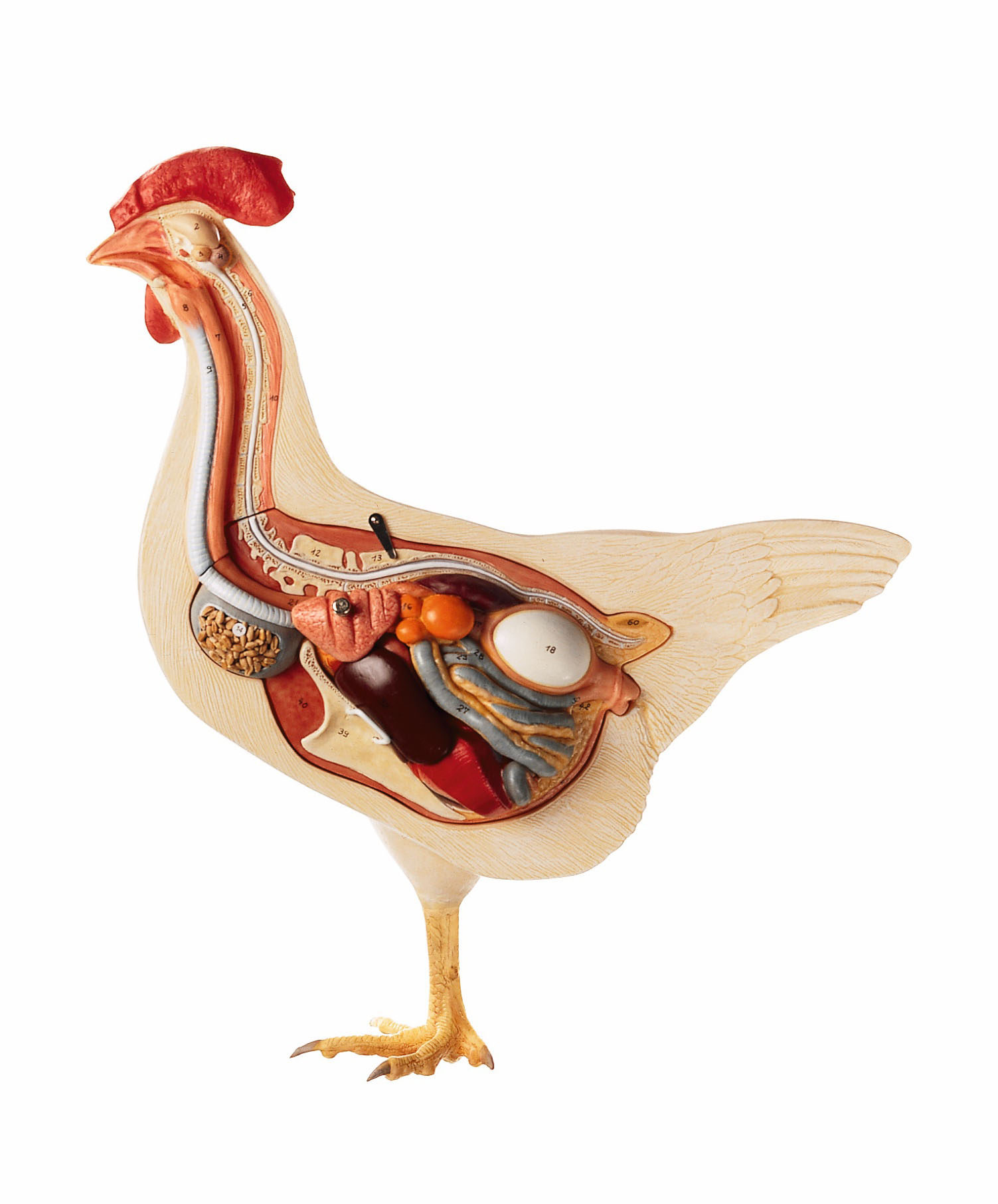 Domestic Hen