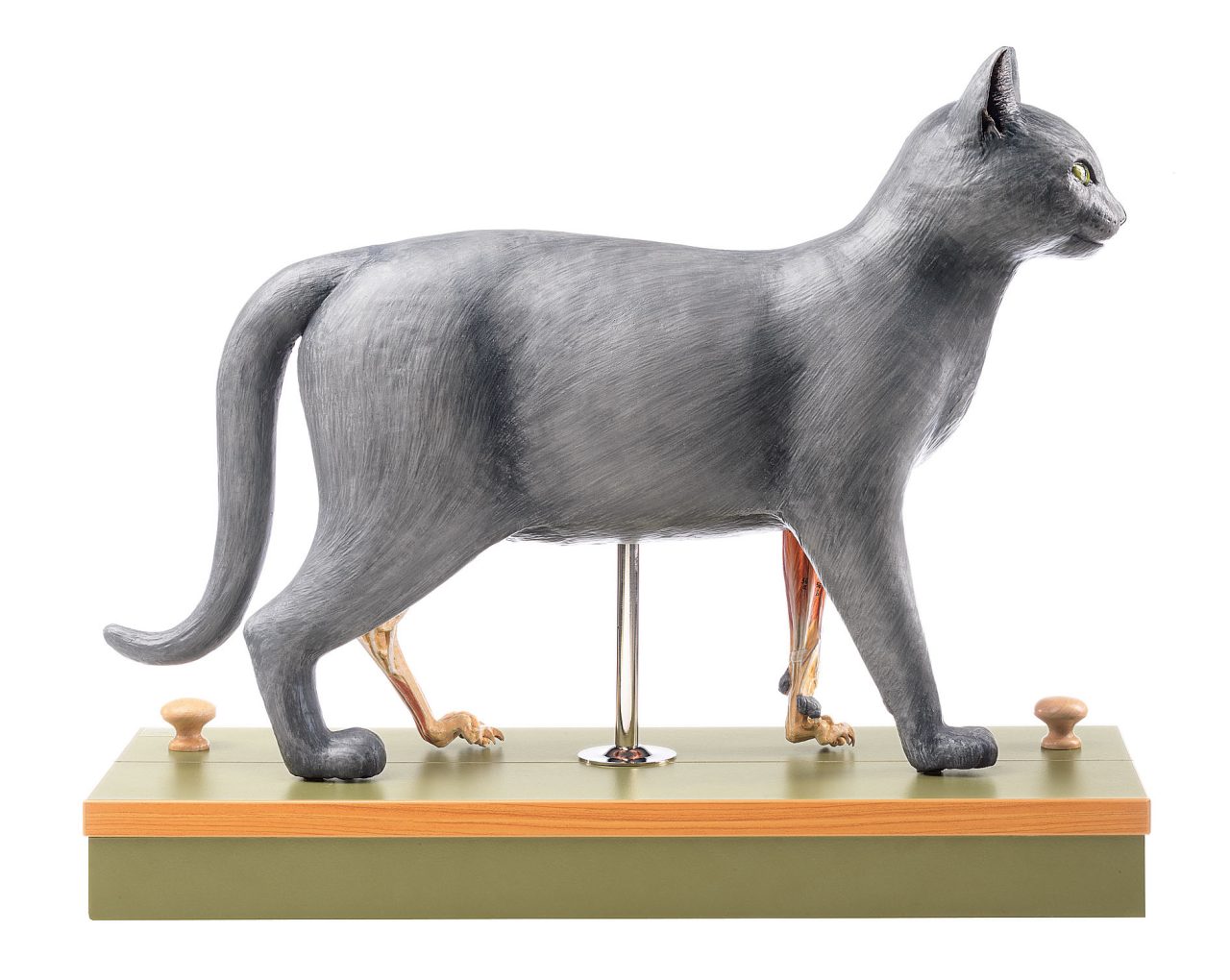 Domestic Cat Model