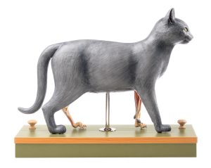 Domestic Cat Model