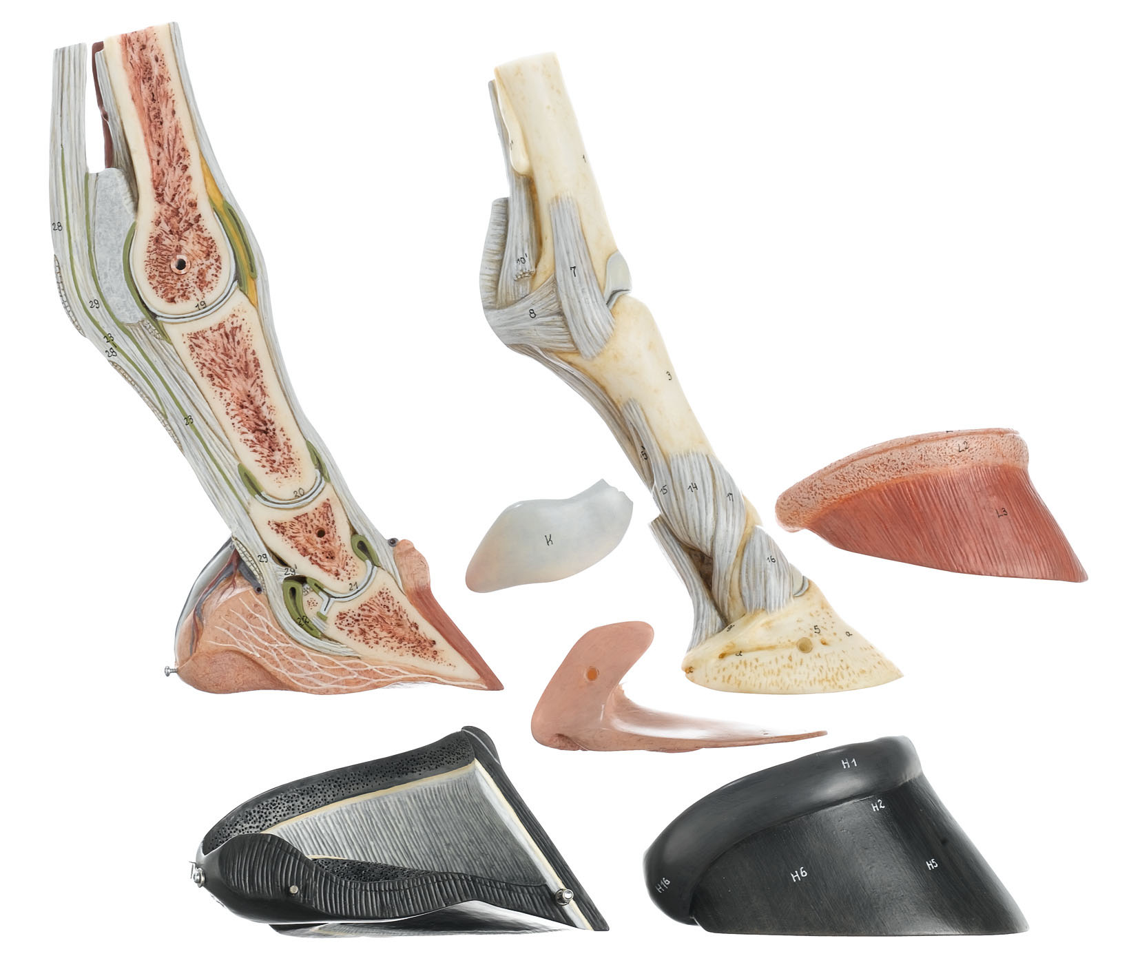 Right Forefoot of the Horse With Ligamentous Apparatus, Vessels, and Nerves