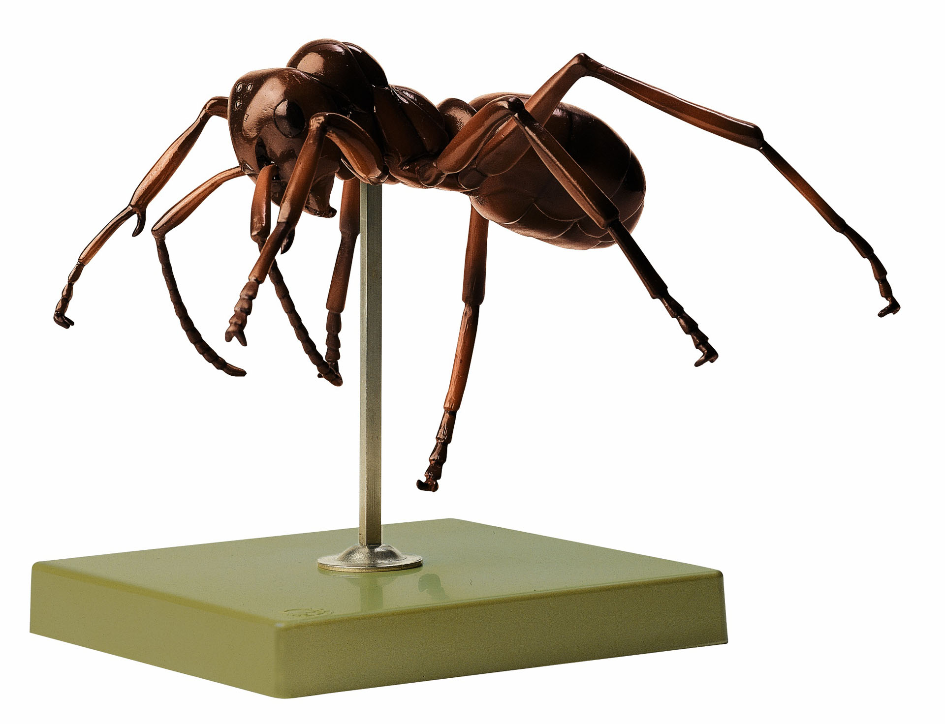 Ant