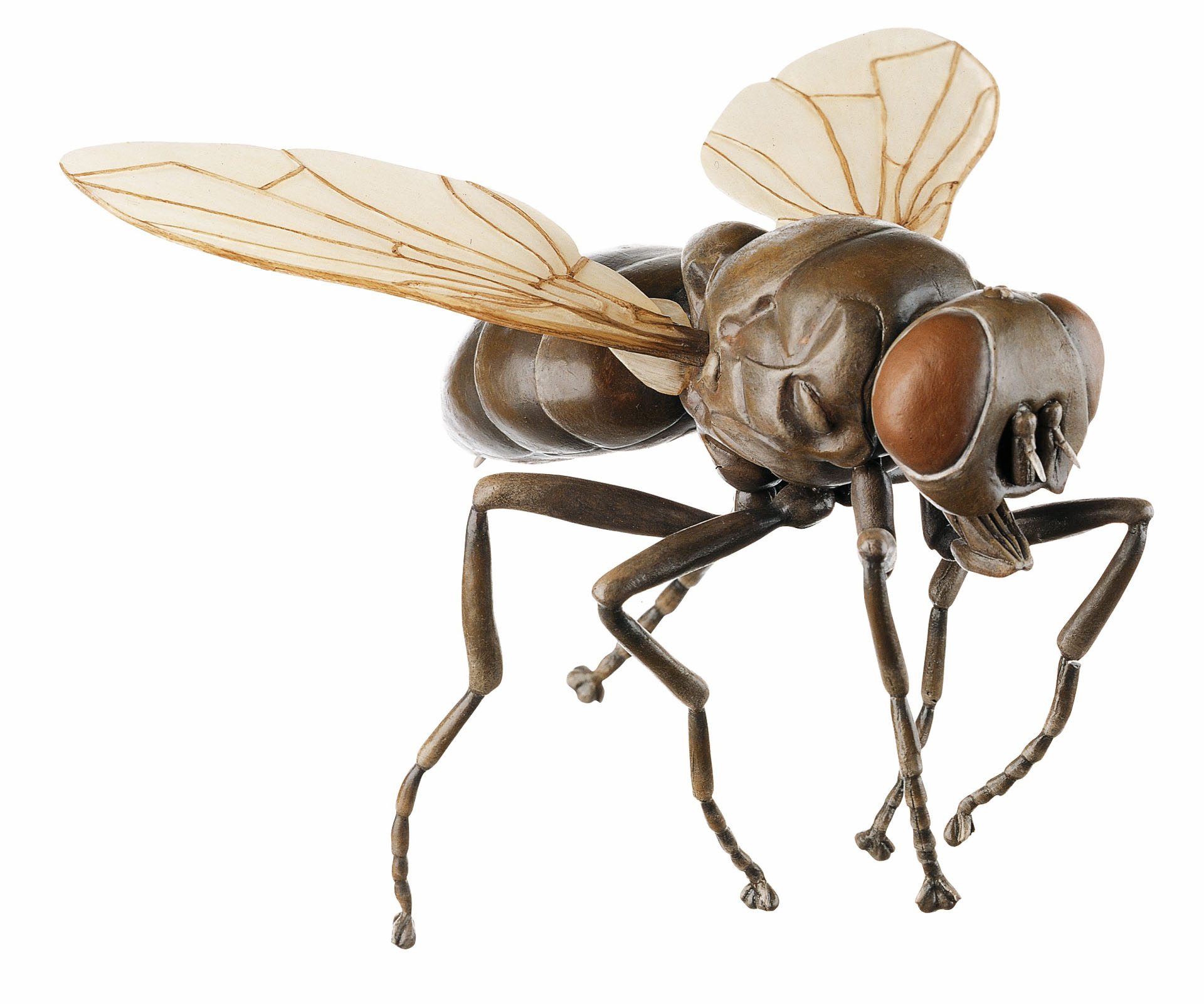 Common Housefly