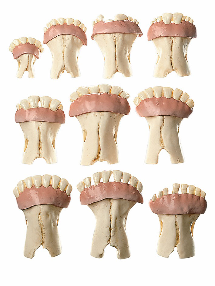 Models of Sets of Cow’s Teeth