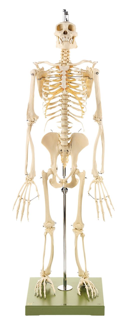 Skeleton of a Chimpanzee