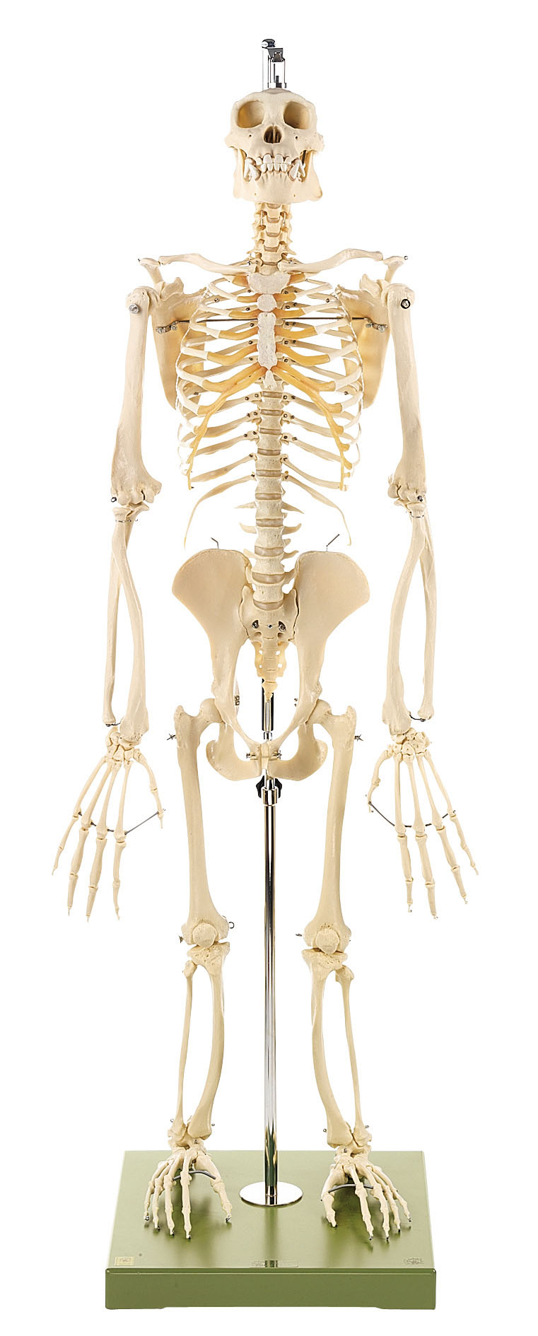 Skeleton of a Chimpanzee