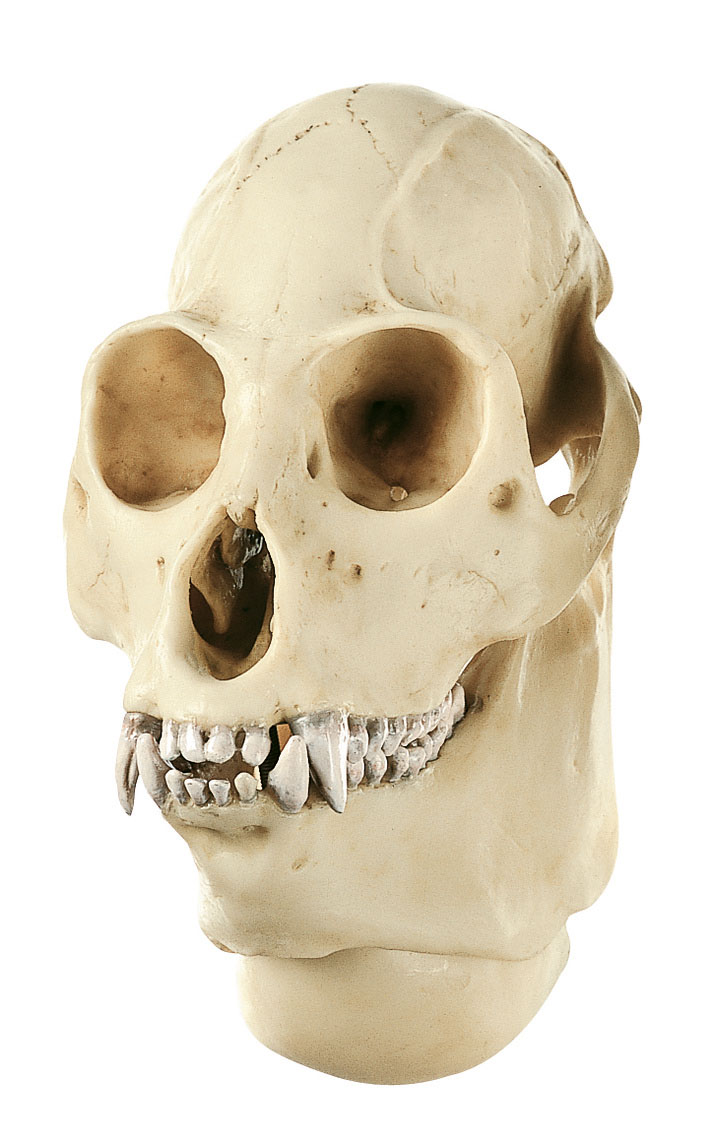 Howling Monkey Skull, Male