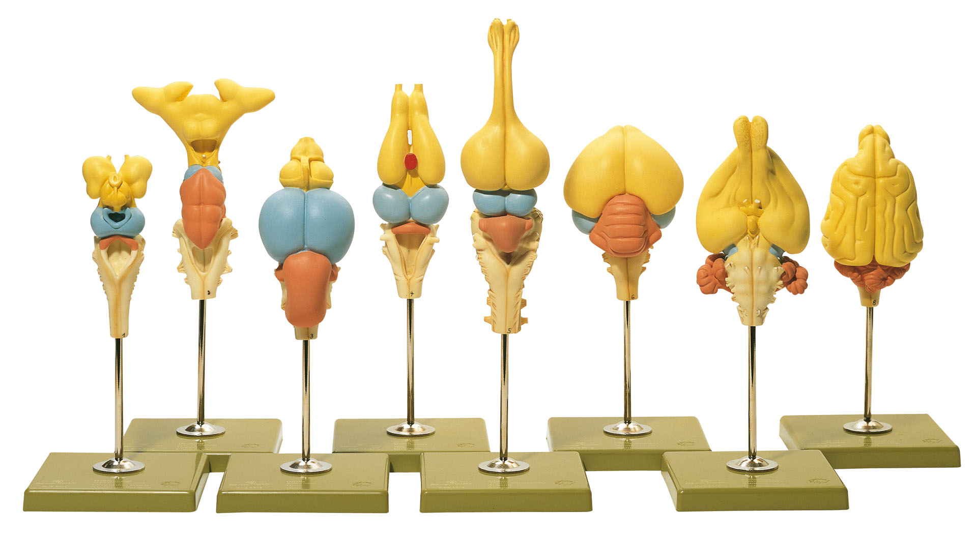 Models of Vertebrate Brains