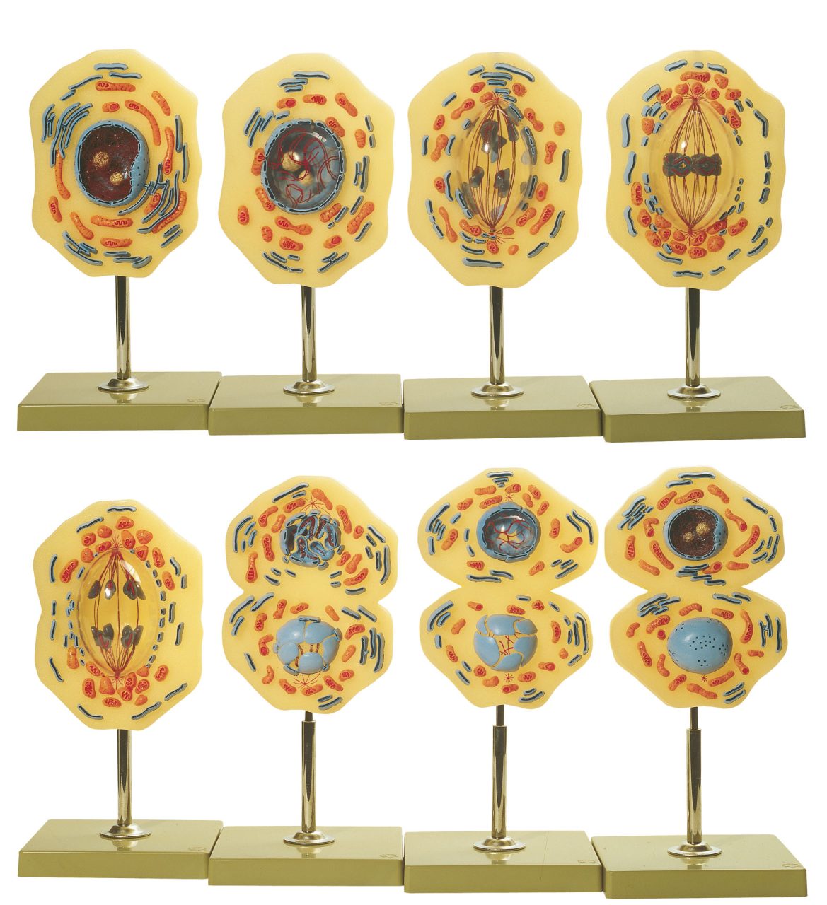 Mitosis