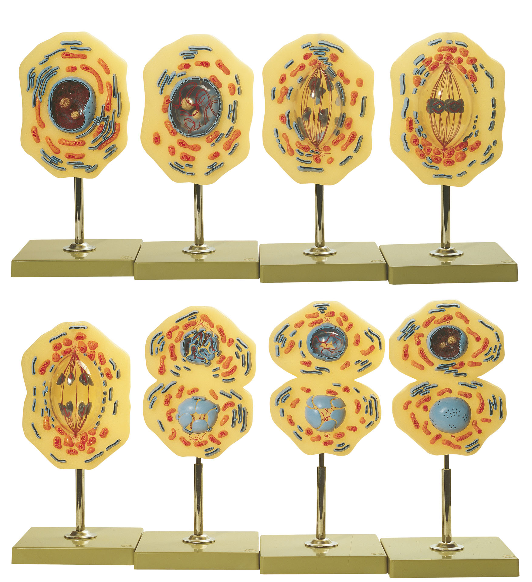 Mitosis
