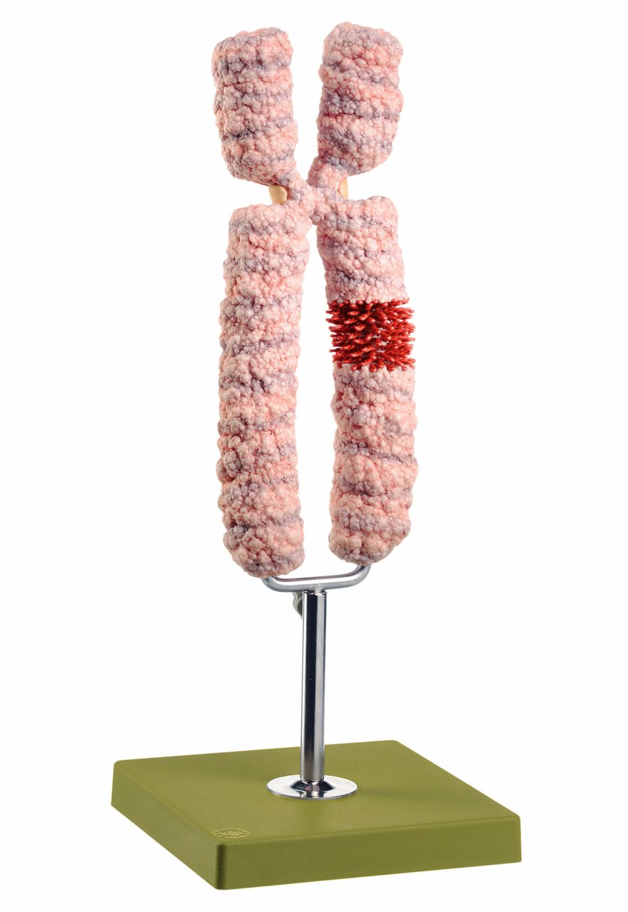 Chromosome Model