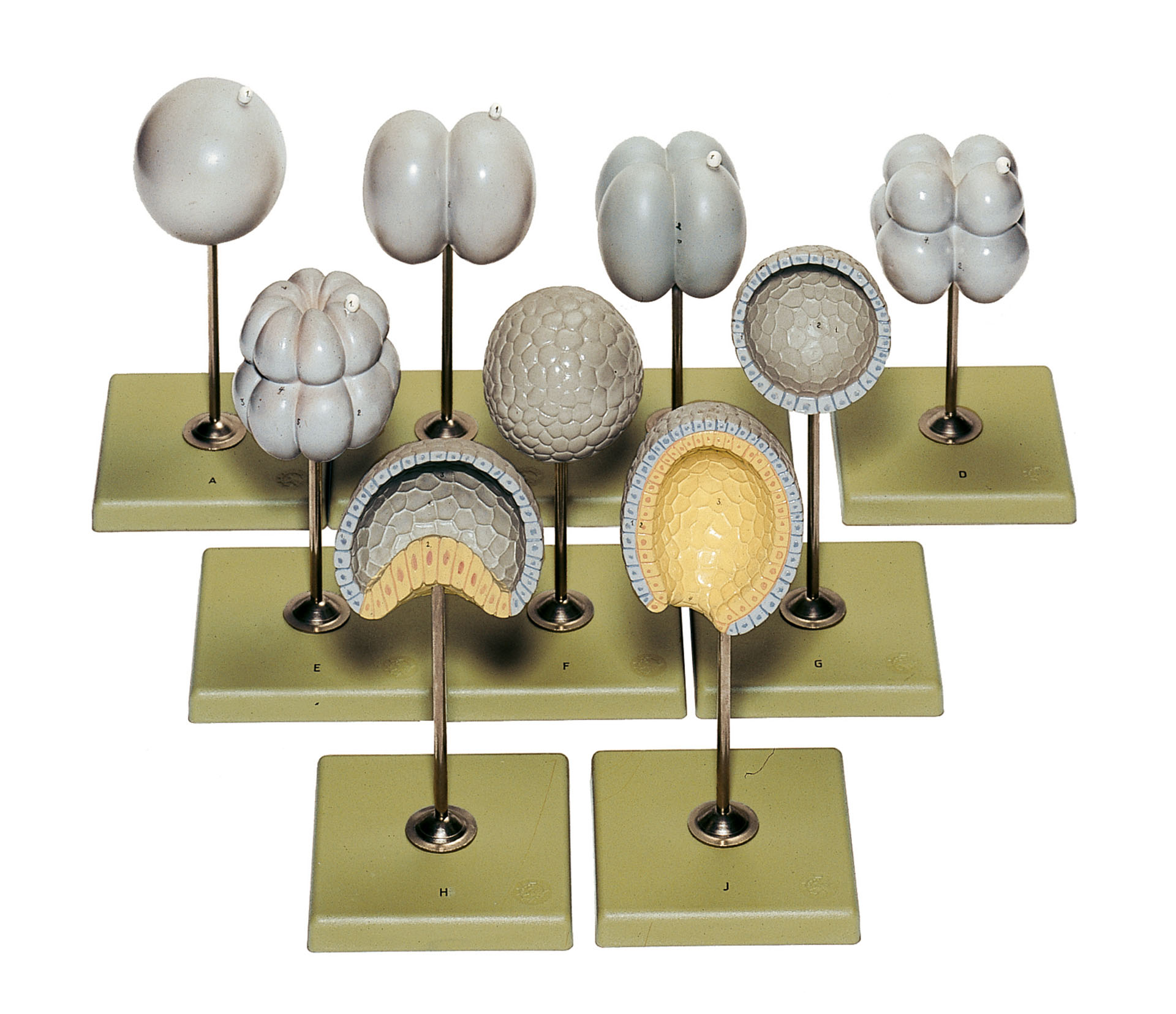 Lancelet – Equal Cell Division and Formation of Nuclear Membrane