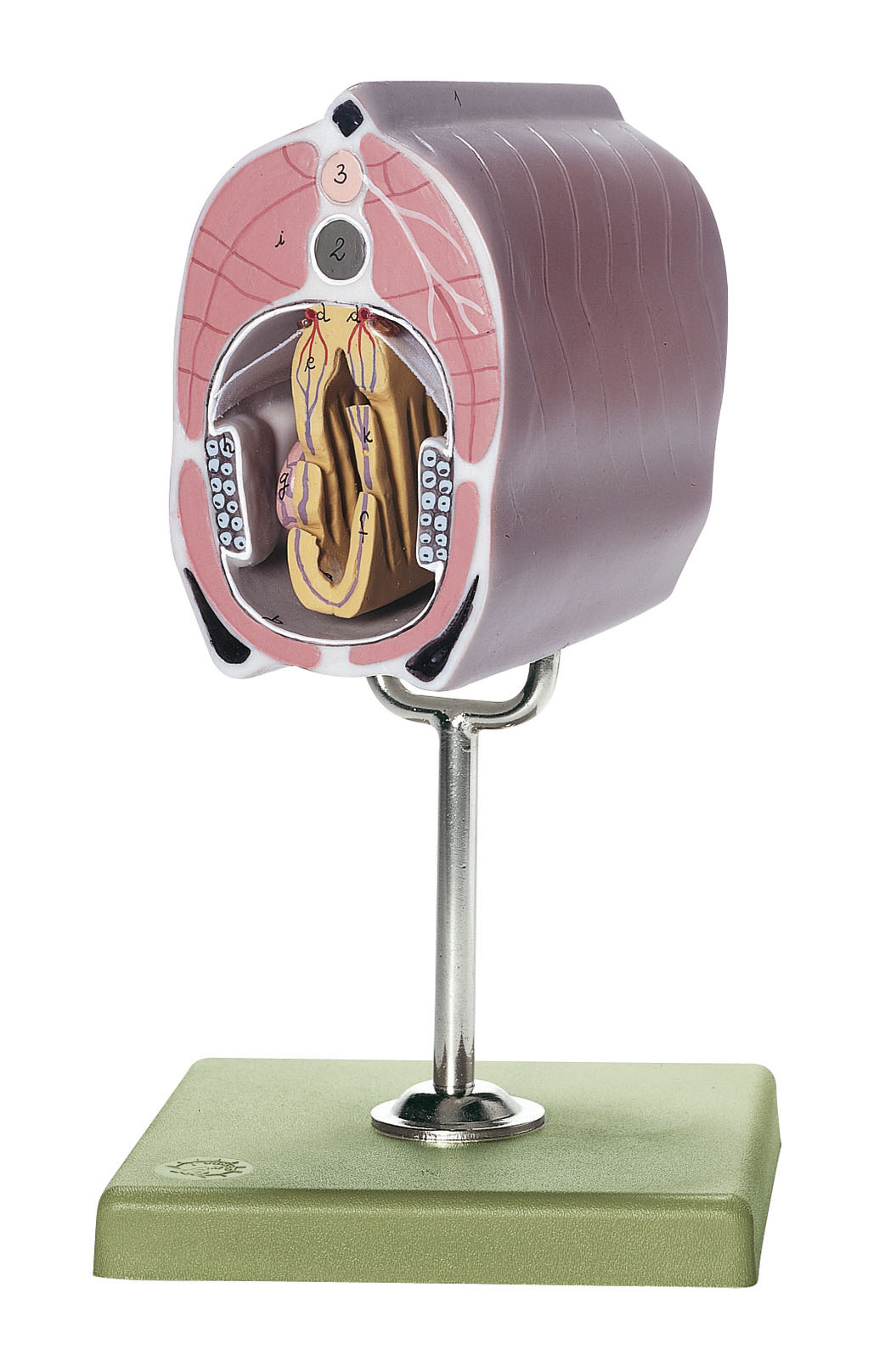 Lancelet Cross Section Through the Branchia and Middle Intestine Regions