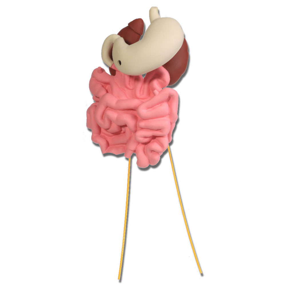 Replacement Small Intestine, Stomach, Right Kidney with Ureter & Left Kidney with Ureter (Sold as One Unit)