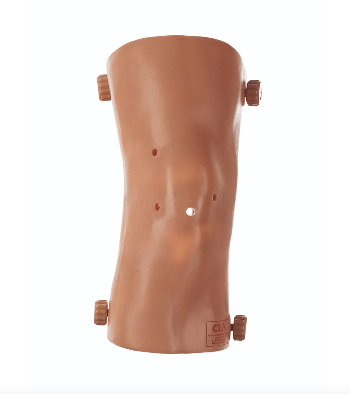 Skin/Muscle Covering