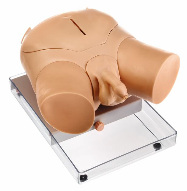 Urological Examination Phantom
