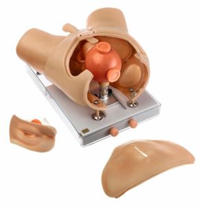 Urological Examination Phantom