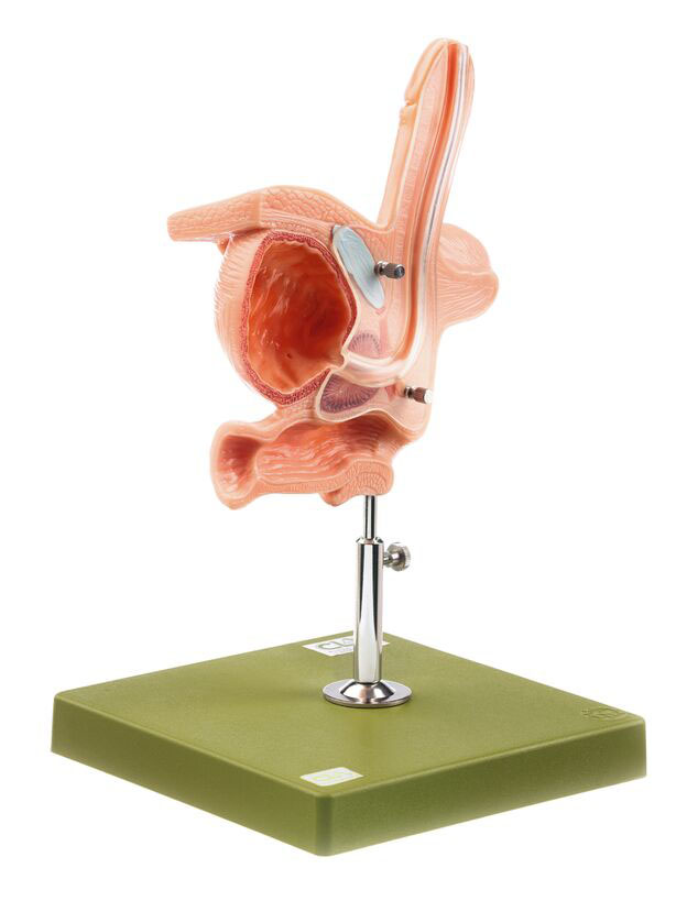 Male Catheterisation Model