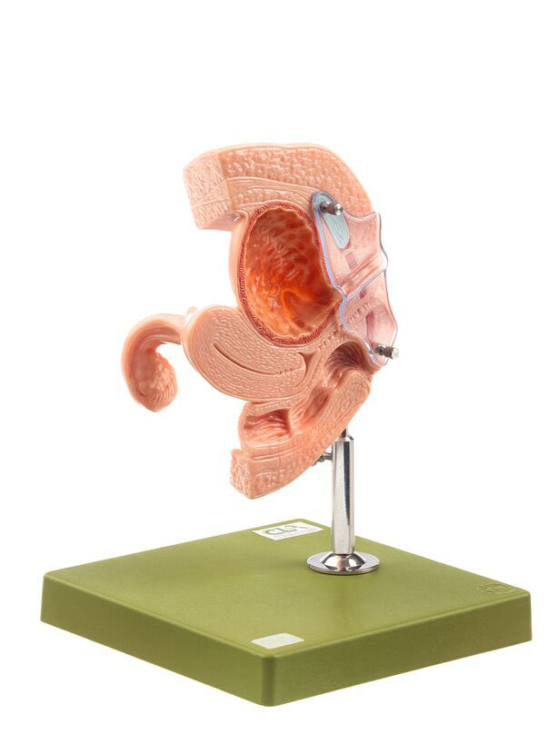 Female Catheterisation Model