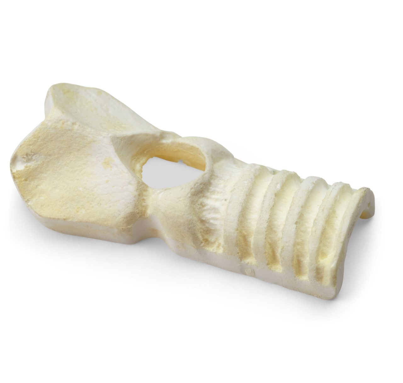 Adult Trachea